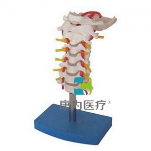 “康為醫(yī)療”頸椎帶頸動脈、后枕骨、椎間盤與神經(jīng)模型