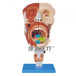 “康為醫(yī)療”鼻、口、咽、喉腔模型