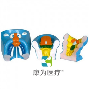 “康為醫(yī)療”口腔、鼻及舌的發(fā)生模型