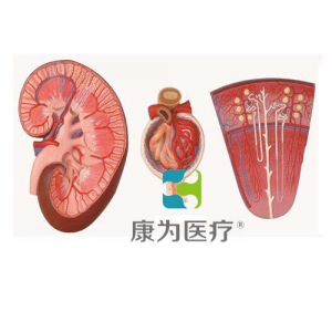 “康為醫(yī)療”腎與腎單位、腎小球放大模型