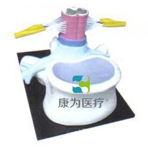 “康為醫(yī)療”椎骨和脊髓、脊神經(jīng)關(guān)系醫(yī)學模型