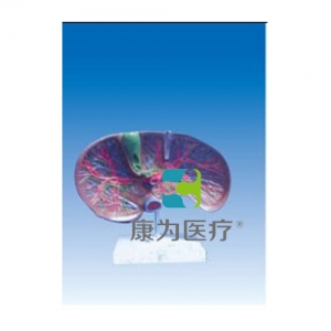 “康為醫(yī)療”肝膽解剖、甘血管、膽管的肝分布