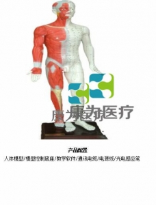 “康為醫(yī)療”蒙醫(yī)鍵控多媒體按摩點(diǎn)穴電子人體模型（中文版本，粵語(yǔ)版本，英語(yǔ)版本，蒙古語(yǔ)版本）