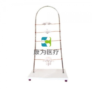 “康為醫(yī)療”寰、樞、頸、胸、腰椎模型