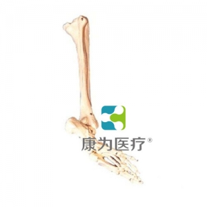 “康為醫(yī)療”足骨、腓骨與脛骨模型