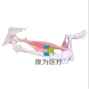 “康為醫(yī)療”下肢肌肉定點(diǎn)、動點(diǎn)、動態(tài)模型