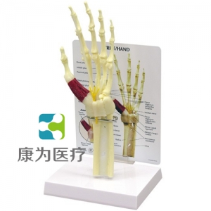 “康為醫(yī)療”醫(yī)患關(guān)系溝通模型-前臂骨骼帶手掌、手腕模型 （醫(yī)學(xué)指導(dǎo)模型）