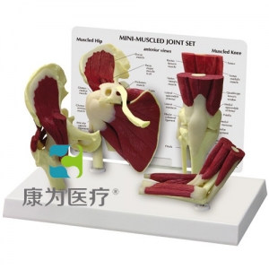 “康為醫(yī)療”醫(yī)患關(guān)系溝通模型-正常肩、髖、膝、肘關(guān)節(jié)附肌肉模型 （醫(yī)學(xué)指導(dǎo)模型）