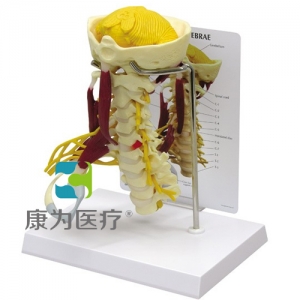 “康為醫(yī)療”醫(yī)患關(guān)系溝通模型-頸椎帶神經(jīng)、肌肉附小腦模型 （醫(yī)學(xué)指導(dǎo)模型）
