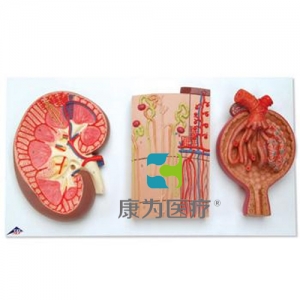 腎切面、腎單位、血管和腎小體模型