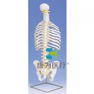 帶肋骨經(jīng)典活動脊柱模型