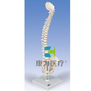 彈力迷你脊柱模型，帶底座