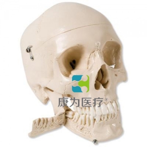 顱模型，帶有可拔出牙齒，4部分