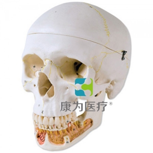 經(jīng)典顱模型帶有開放下頜， 3部分