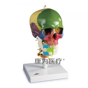 帶頸椎的教學用顱模型，四部分