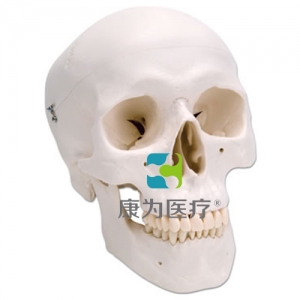 經(jīng)典頭顱模型，三部分