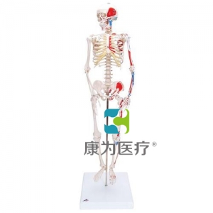 迷你骨骼模型“Shorty”，帶底座（無圖示）