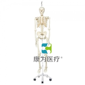 病理骨骼Phil，輪式5腳懸掛架