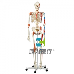 豪華型骨骼Sam，輪式5腳支架
