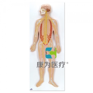 神經(jīng)系統(tǒng)模型，實物的1/2
