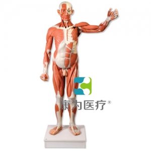 實物大小男性人體肌肉模型，37部分