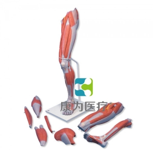 豪華型腿肌模型，7部分