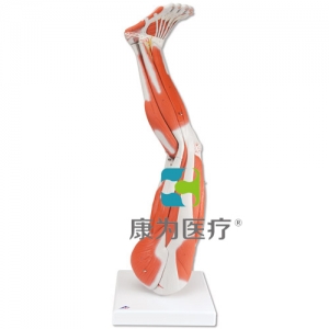 腿肌模型，9部分