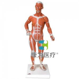 人體肌肉小模型，實物1/4，2部分