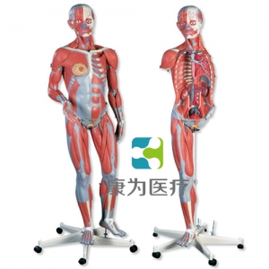 豪華型兩性人體肌肉臂模型，45部分