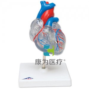 經(jīng)典心臟與心傳導(dǎo)系統(tǒng)模型，2 部分