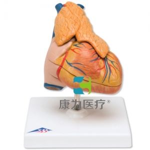 經(jīng)典心臟與胸腺模型，3部分