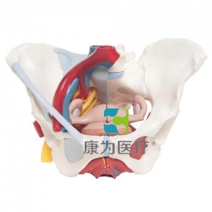 女性骨盆模型（配置韌帶、血管、神經(jīng)、盆底肌群及各個器官），6分體