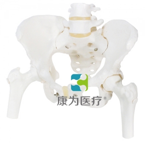 女性骨盆骨骼模型，帶可拆卸股骨頭