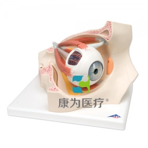 眼窩中的眼模型，實物的3.5倍，8部分