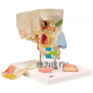 鼻與鼻竇模型，5部分