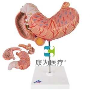 胃模型，3部分