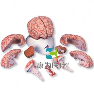 豪華型腦模型帶動脈，9部分