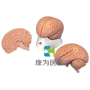 標準腦模型，2部分