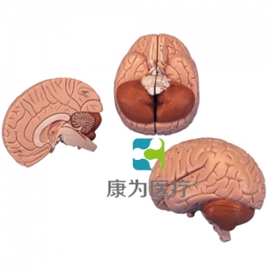 介紹性腦模型，2部分